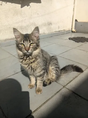 Gatos para doação 