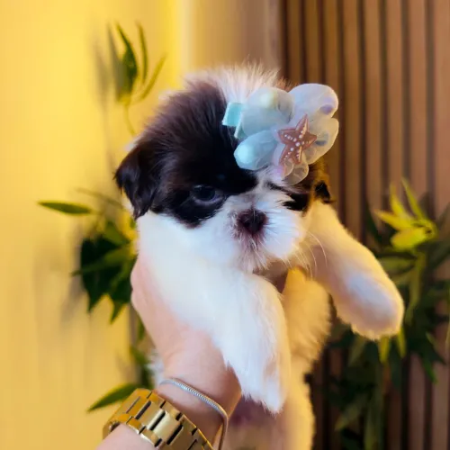 Filhote de shih tzu fêmea