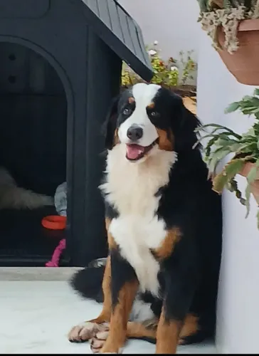 Bernese Mountain Dog fêmea pura no cio