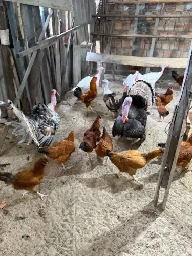 VENDE SE PERU