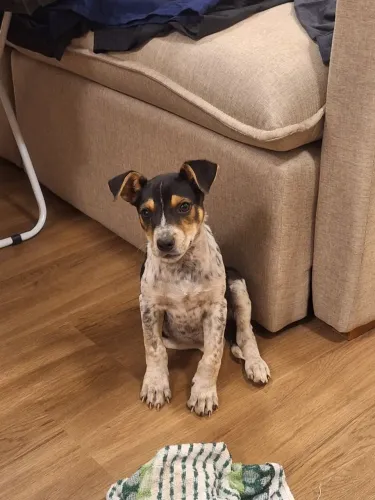 Filhote fox paulistinha mestiço 3 meses