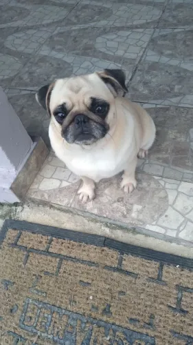 Pug fêmea