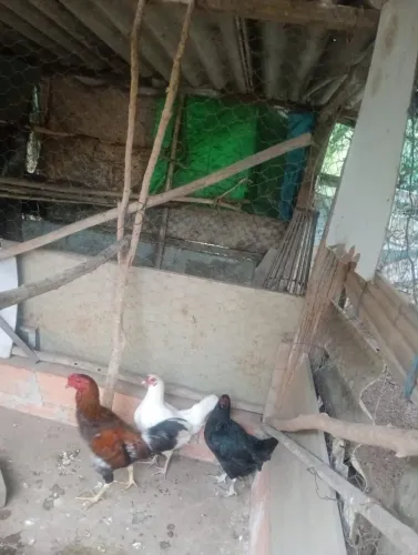 1 Frango e 2 Galinhas