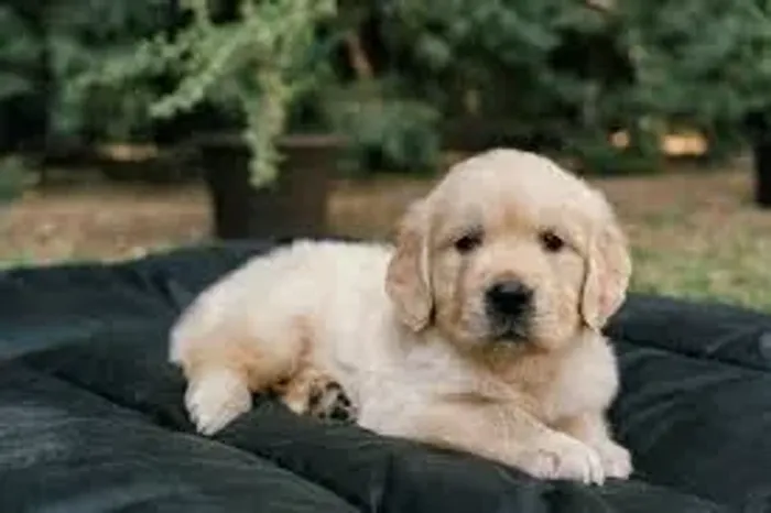 Doação filhote golden retriever