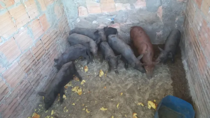 Leitões caipira 