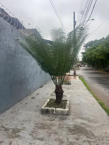 Palmeira ornamental