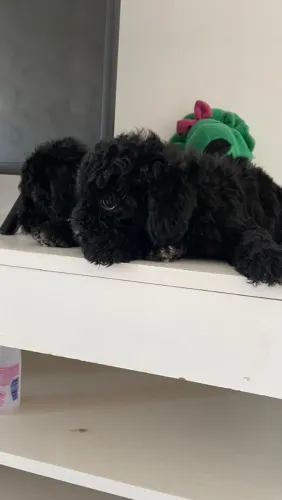 Poodle pretinhos