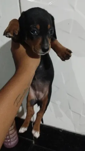 Vendo filhote FÊMEA salsichinha