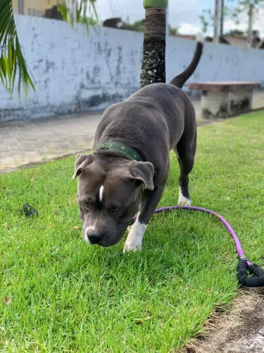 Doação de cachorro American bully
