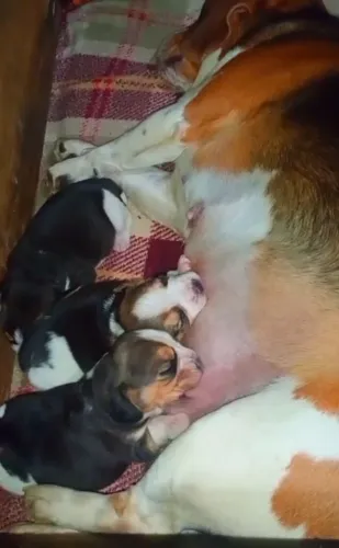 Beagle