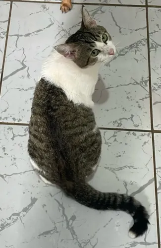 Gatos para adoção 