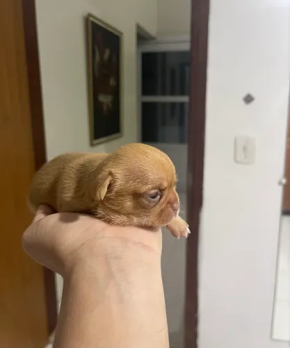 Chihuahua 