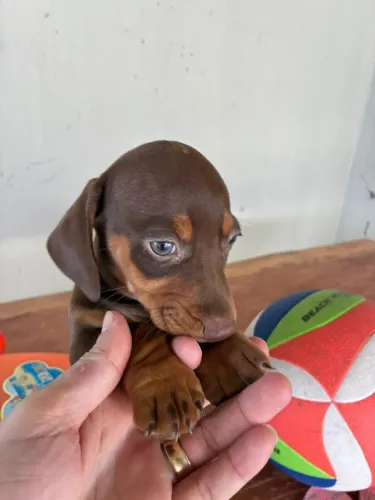 Basset Dachshund, Salsichinha