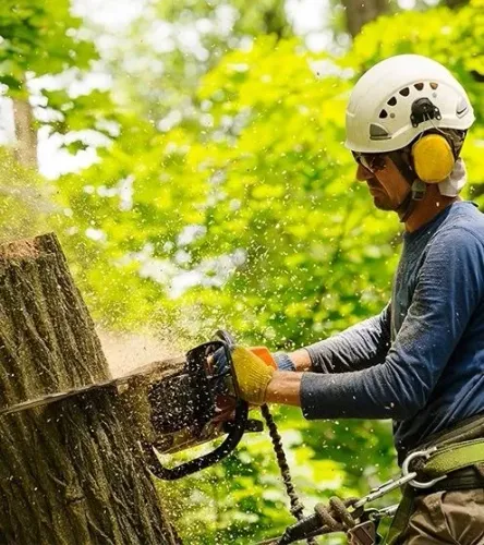 Poda de árvores e  limpeza de terrenos 
