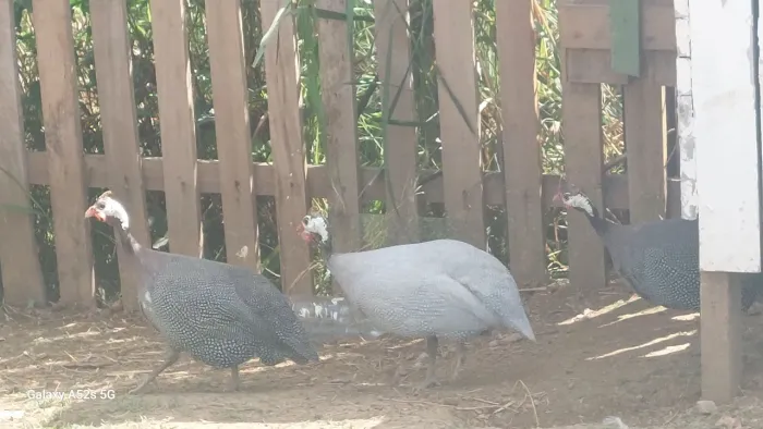 Vendo capotes macho e fêmea 100 a unidade 320 todos.