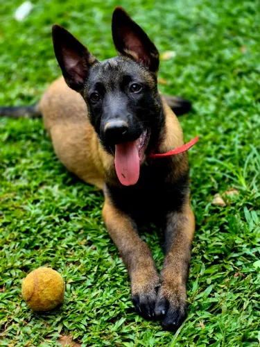 Vendo exemplar belga malinois macho vacina importada e vermifugado