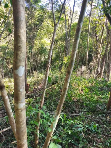 Chacarás de 20.000 m²
