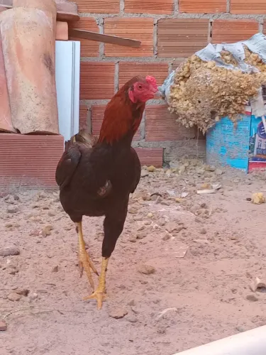 Frango novo
