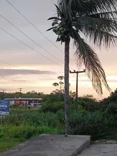 Limpo pé de coqueiro