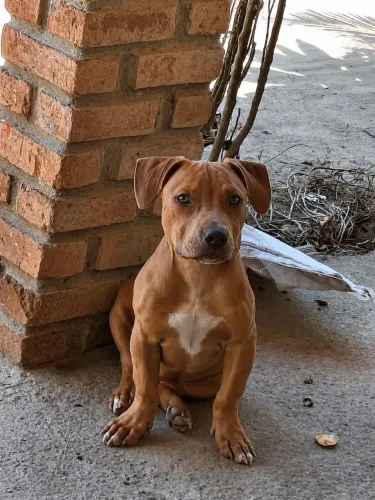 Cachorro Pit Bull 