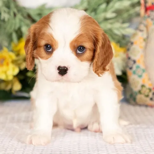 Cavalier King Charles Spaniel | Atendimento rápido no WhatsApp 