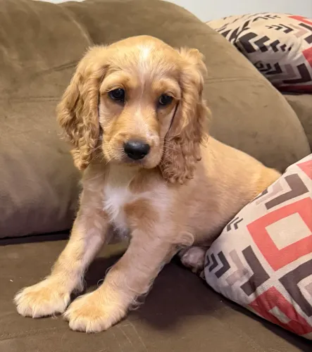 Lindo filhote de Cocker Spaniel MACHO