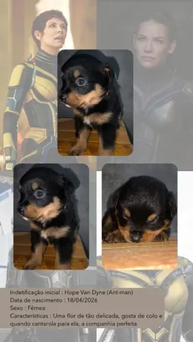 Doação Filhotes Rottweiler 