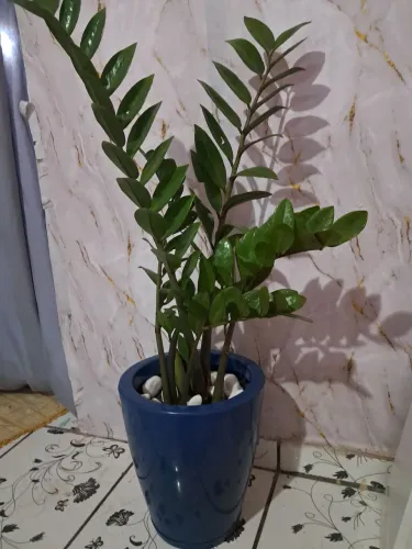 Vende-se plantas