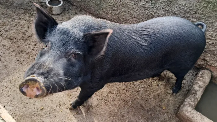 Porco macho 