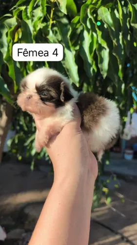 Shih Tzu companheiro para momentos especiais