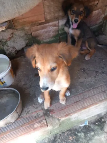 Doguinhos filhotes - adoção responsável 