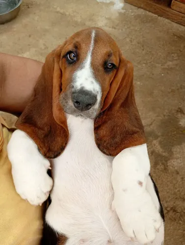 Basset hound fêmea