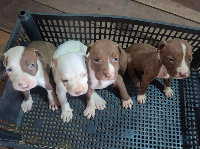 Filhotes pitbull