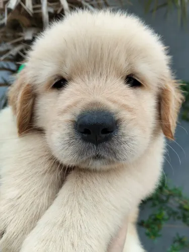 Lindos Golden Retriever