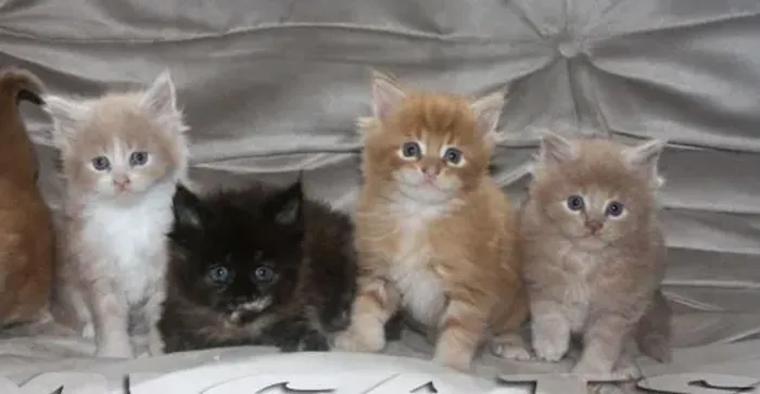 Maine coon 