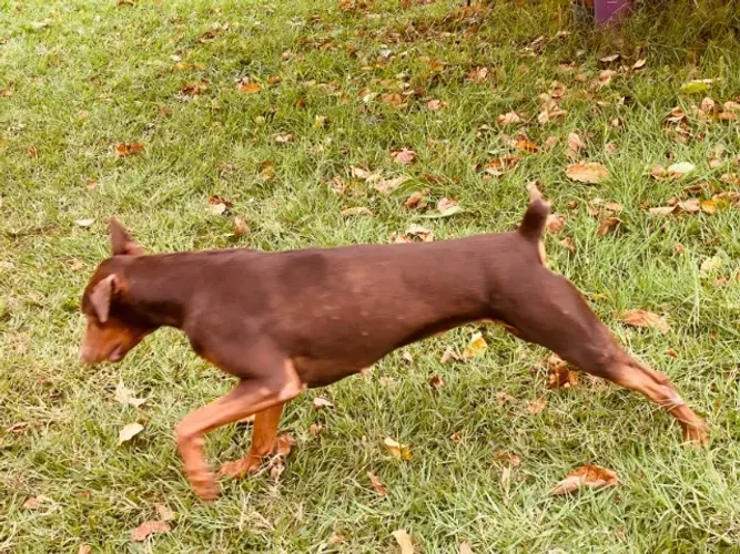 vendo doberman