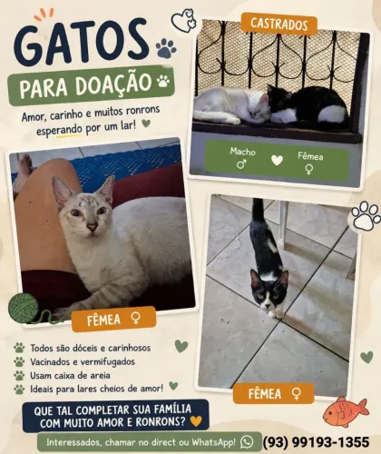 Doação de gatos 