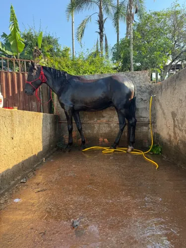 Cavalo mangalarga