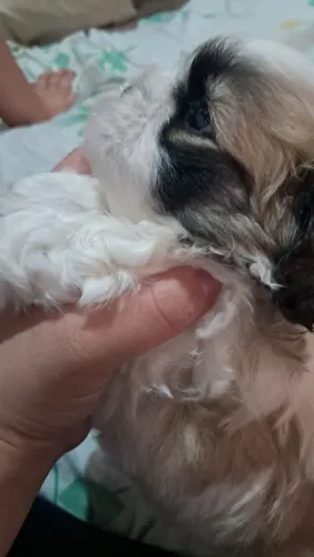 Shih Tzu macho
