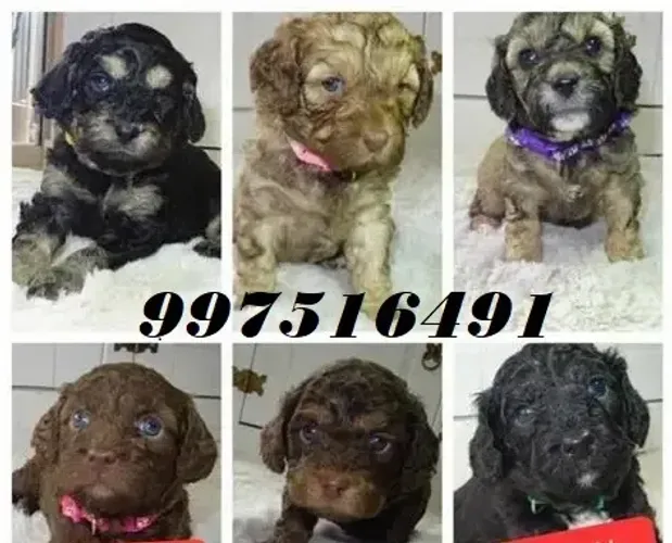 POODLE X MALTES PELUDOS E OTIMOS PARA APARTAMENTO