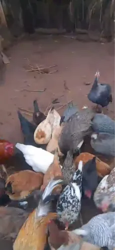 Galo, galinha, pato, pata e gansos