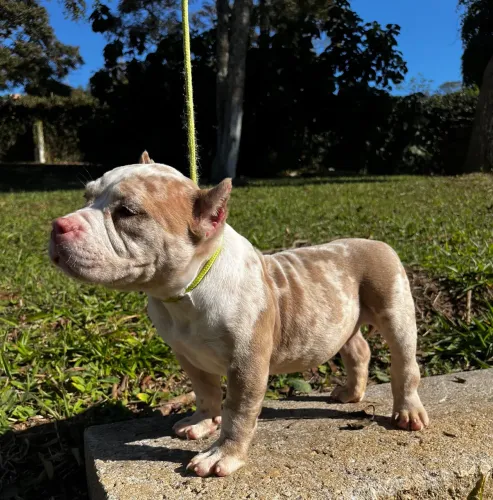 American Bully fêmea Micro