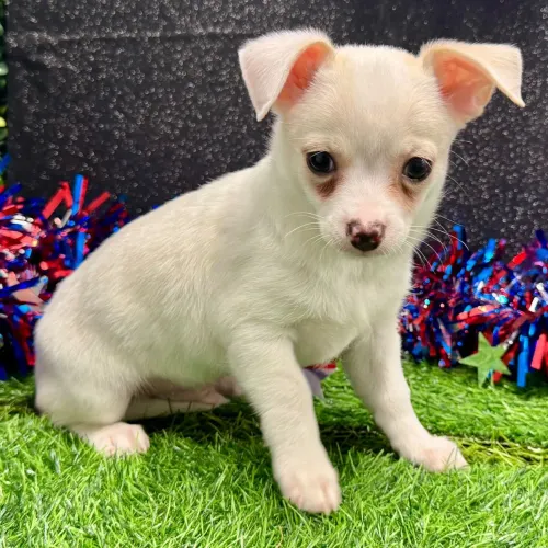 Chihuahua | Últimos filhotes disponíveis desta ninhada exclusiva.