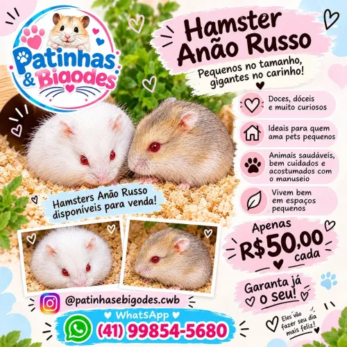 Hamster anão russo fofinho e dócil