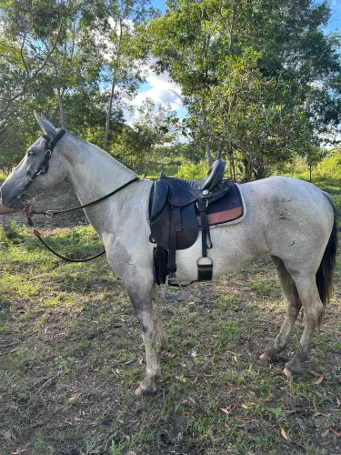 Égua mangalarga