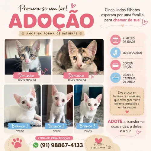 Gatos para adoção responsável
