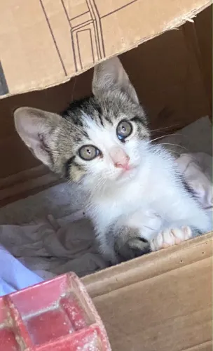 Doa-se gatinhos