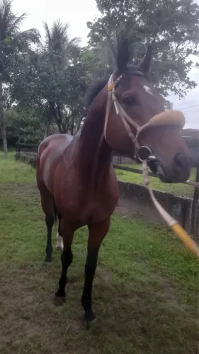CAVALO PURO SANGUE INGLÊS 