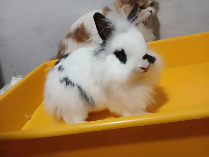 Coelhos Mini