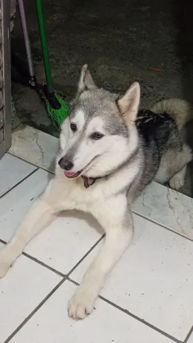Husky Siberiano 